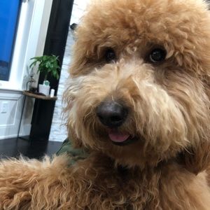 Meet your Posher, Lu